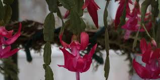 Though the christmas cactus is, in fact, a cactus, its tropical origins mean it craves more water than most. Holiday Cactus Brings The Gift Of Color Piedmont Master Gardeners