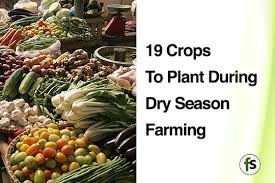 19 Dry Season Farming Crops To Plant In