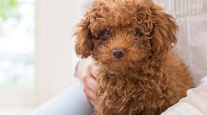 dog apricot toy poodle puppy 10 weeks