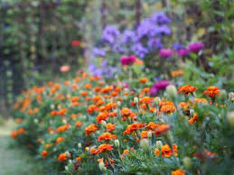 How To Plant And Grow Marigolds