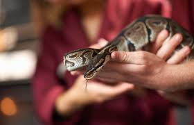 ball python habitat perfect your snake