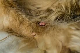 can i treat my dog s abscess at home