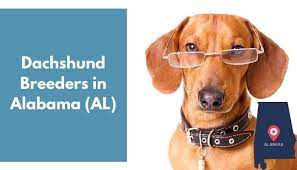 Pets and animals bell fountain 400 $. 16 Dachshund Breeders In Alabama Al Dachshund Puppies For Sale Animalfate