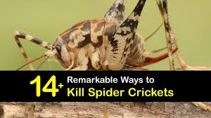 Hands On Guide For Killing Spider Crickets