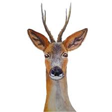 Deer Taxidermy Stock Photos Royalty