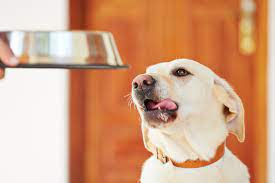 Alimentos proibidos e permitidos para cães | Blog GoApp.pet