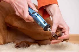 how to dremel your dog s nails at home