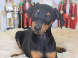 doberman pinscher puppy black and rust