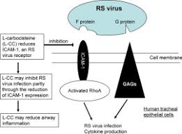 A systematic review and metaanalysis теxt / shi t. L Carbocisteine Inhibits Respiratory Syncytial Virus Infection In Human Tracheal Epithelial Cells Sciencedirect