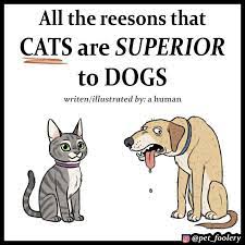 why cats are better than dogs