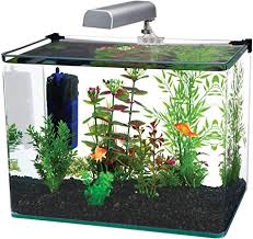 Amazon Com Penn Plax Curved Corner Glass Aquarium Kit Filter Led Light Float Glass For Maximum Viewing 10 Gallon Aquarium Starter Kits Pet Supplies