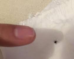 tiny little bug please help