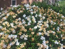 Can I Use Miracle Grow On Gardenias