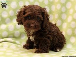 This cockapoo puppy has a cool personality and will make a great companion dog. Pin On Dogs