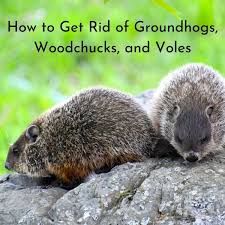 groundhogs woodchucks and voles