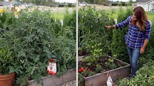 pruning an overgrown tomato plant