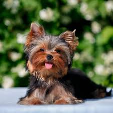 Chorkie puppies for sale in pa. 4 Essential Facts About Yorkies Greenfield Puppies