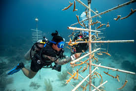 top conservation tips from padi dive