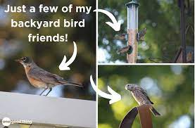 7 simple ways to attract birds to your yard