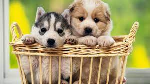 dogs cute wallpapers wallpaper cave