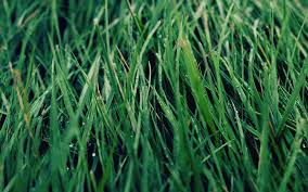 Also, check out this list of frequently asked questions about organic lawn care. 2021 Lawn Service Prices Hourly Weekly Monthly Lawn Mowing Cost