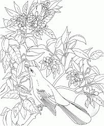 Montana state flag coloring page. Montana State Bird And Flower Coloring Home