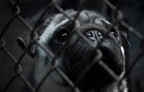     best Animal Rights images on Pinterest   Animal rights  Animal     Psychologenpraktijk Verkaart   Bekkers