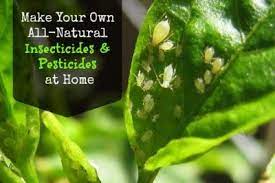homemade organic insecticides