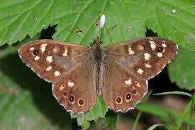 Speckled Wood Butterfly Wikipedia