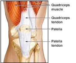 It is also the both heads of gastrocnemius cross the knee joint. Patella Tendon Tear Everything You Need To Know About Treating Them Total Orthopedics And Sports Medicine