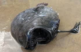 rare deep sea anglerfish washes up on a