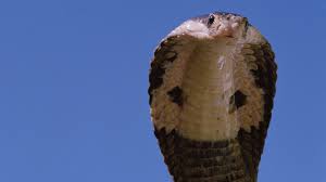king cobra a venomous snake s t and