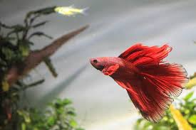 what do betta fish need a quick