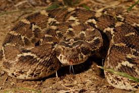 saw scaled viper small but deadly
