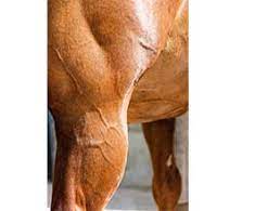 muscle builders for horses all