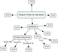 Biology Corner Tissues Resources Tissue Types Anatomy