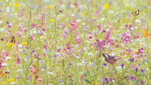 A Wildflower Meadow In Your Garden