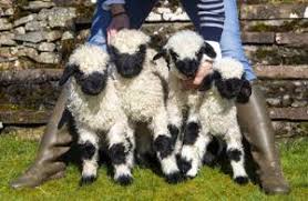 rare blacknose sheep welcomes