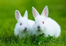 Image result for why do we say white rabbits on the 1st of the month