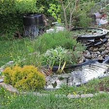 the best small plants for small ponds