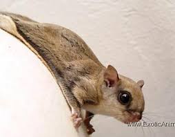 Flying squirrels probably make the best pets on this list. Squirrels For Sale