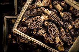 how to grow morel mushrooms using two