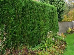 evergreen shrubs that grow fast for