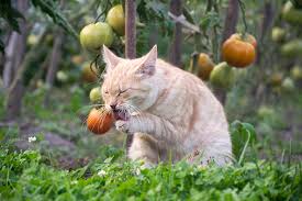 Learn can cats eat tomatoes and some important facts about feeding it to them. Can Cats Eat Tomatoes Are Tomatoes Bad For Cats