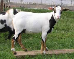 Goat Color Explained Goat Spots