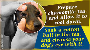 home remedy for dog eye infection