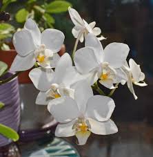 I fiori emanano un leggero profumo che attira. Orchidea Phalaenopsis Consigli Per Coltivarla Community Lm