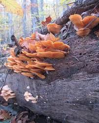 Oklahoma Wild Mushrooms Id Guide Mushrooms Can Be Seen