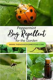 peppermint oil spray bug repellent for