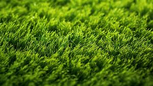 Vibrant Synthetic Turf Nature Inspired